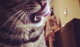 狸猫视频,揭秘萌宠日常，带你领略动物界的趣味瞬间